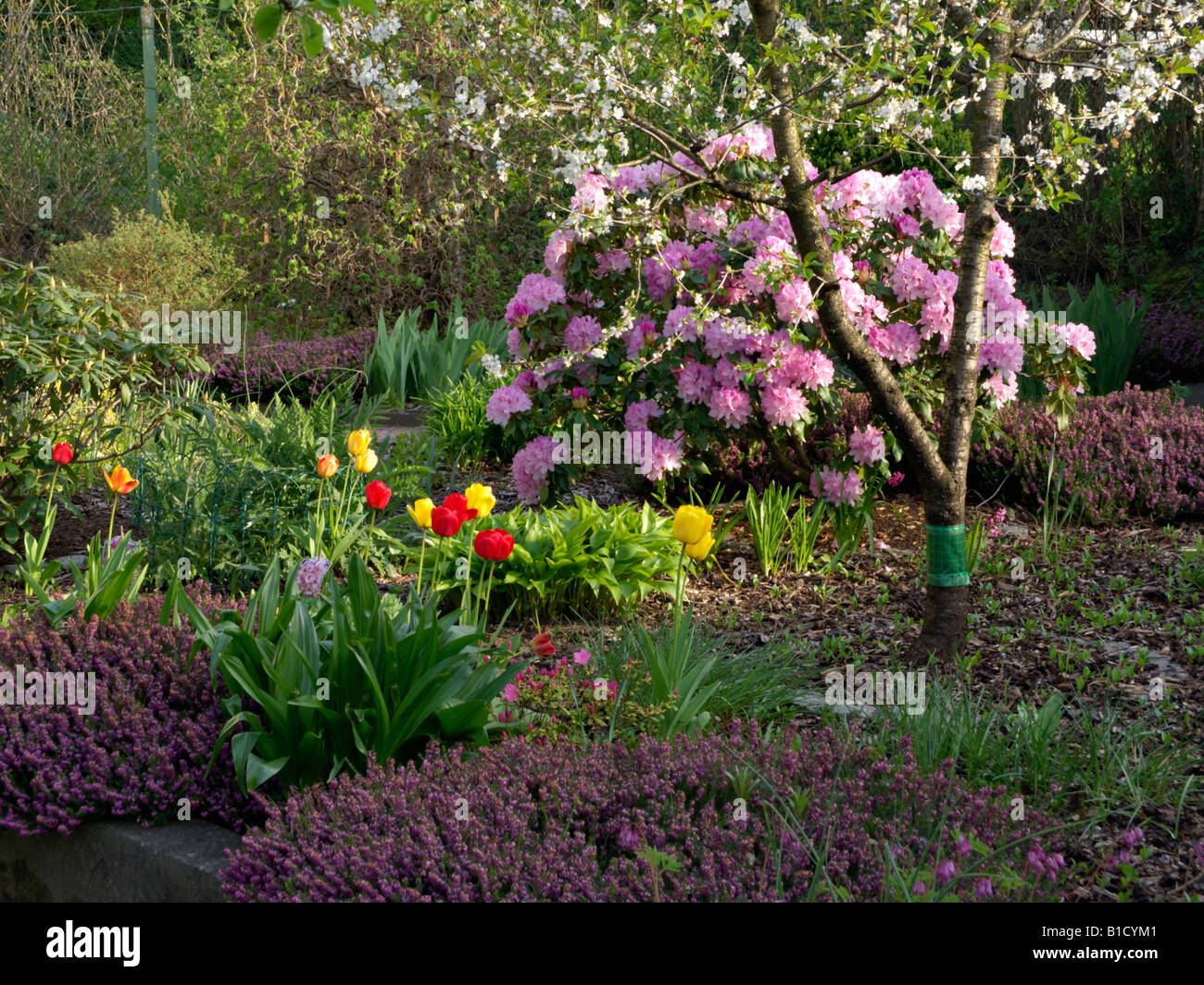 Rhododendron (Rhododendron), tulip (Tulipa) and winter heather (Erica carnea syn. Erica herbacea) Stock Photo