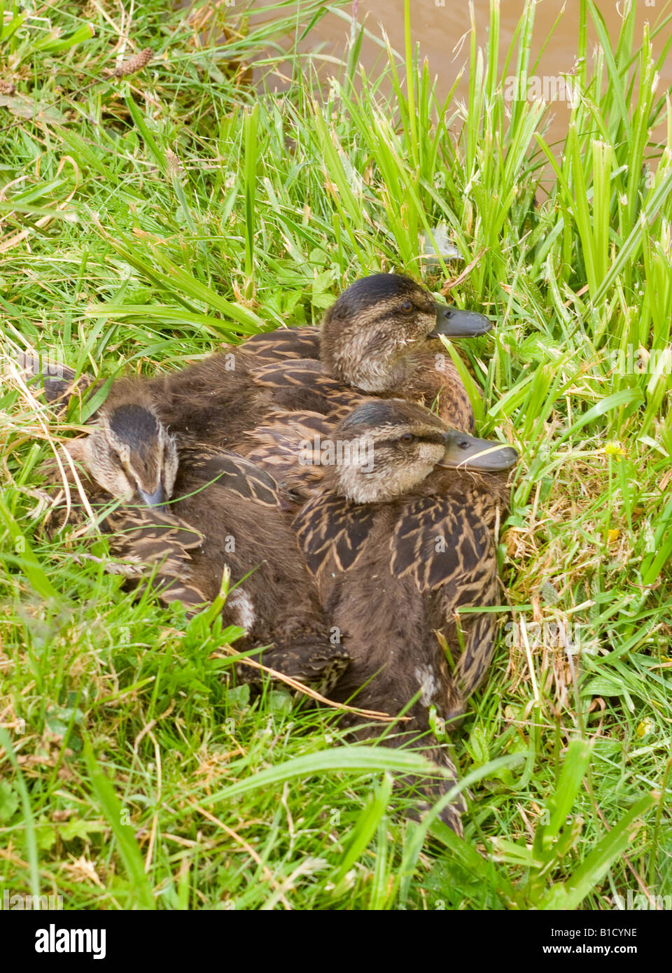 Young Mallard Ducklings Keeping Warm on the Towpath of the Trent & Mersey Canal near Rode Heath Cheshire England United Kingdom Stock Photo