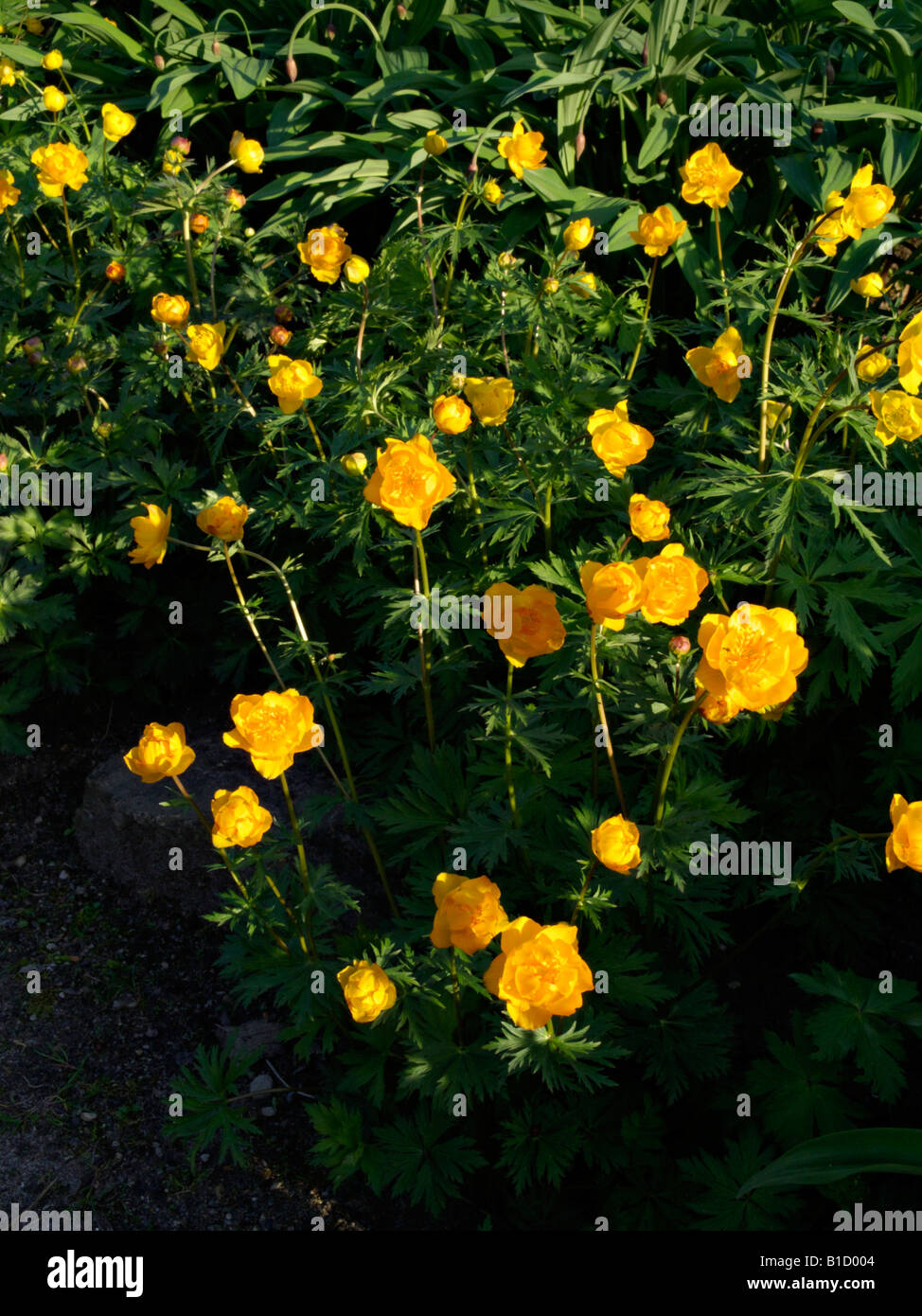 Chinese globeflower (Trollius chinensis) Stock Photo