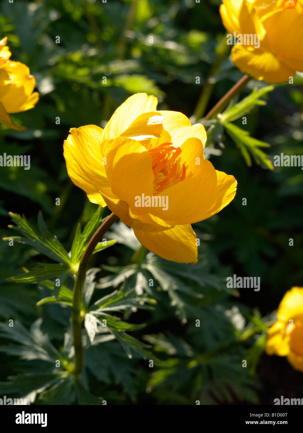 Chinese globeflower (Trollius chinensis) Stock Photo