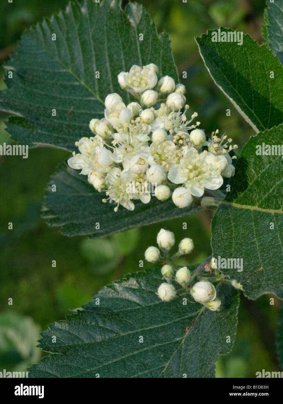 English whitebeam (Sorbus anglica) Stock Photo