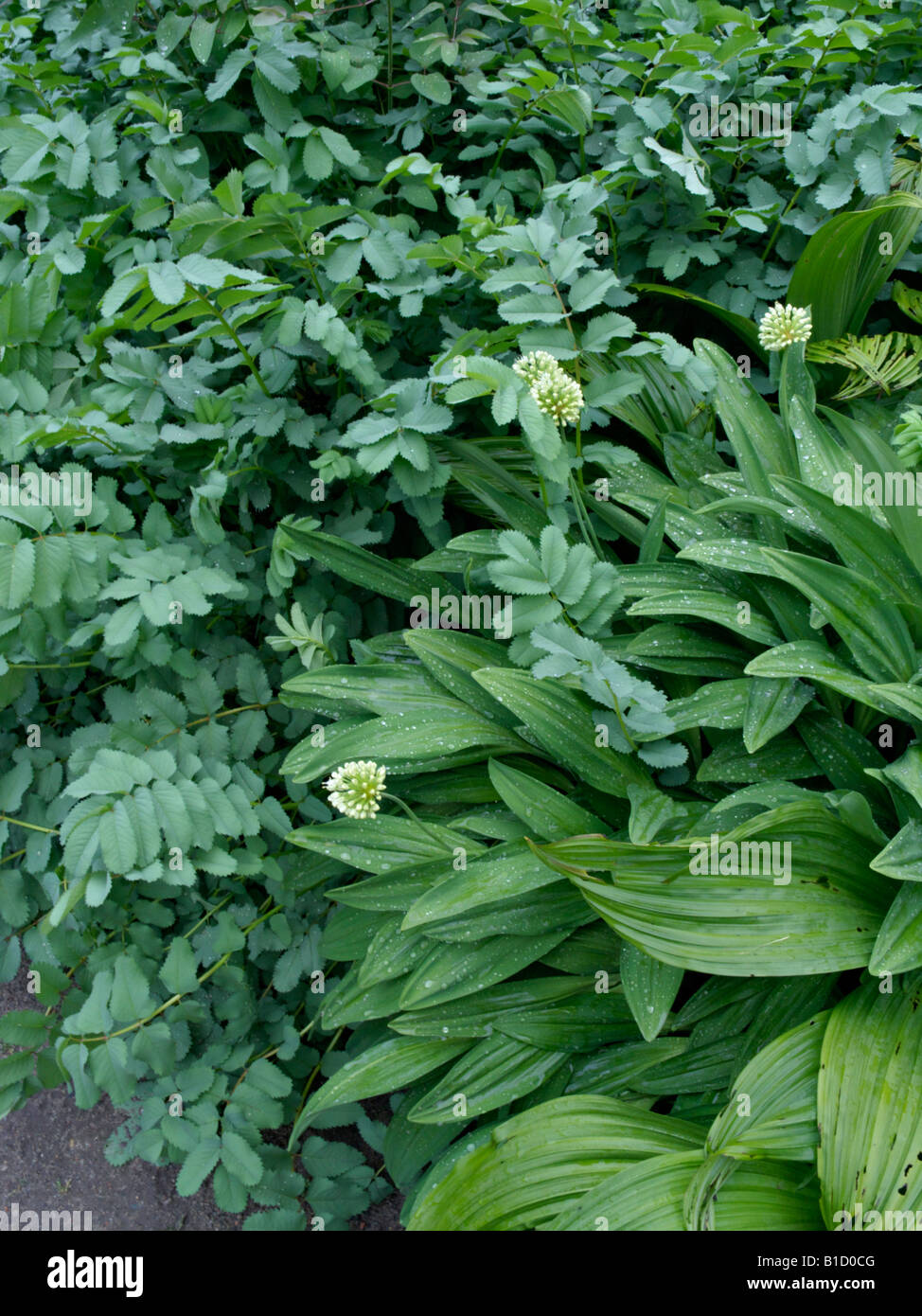 Burnet (Sanguisorba alpina) and alpine leek (Allium victorialis) Stock Photo