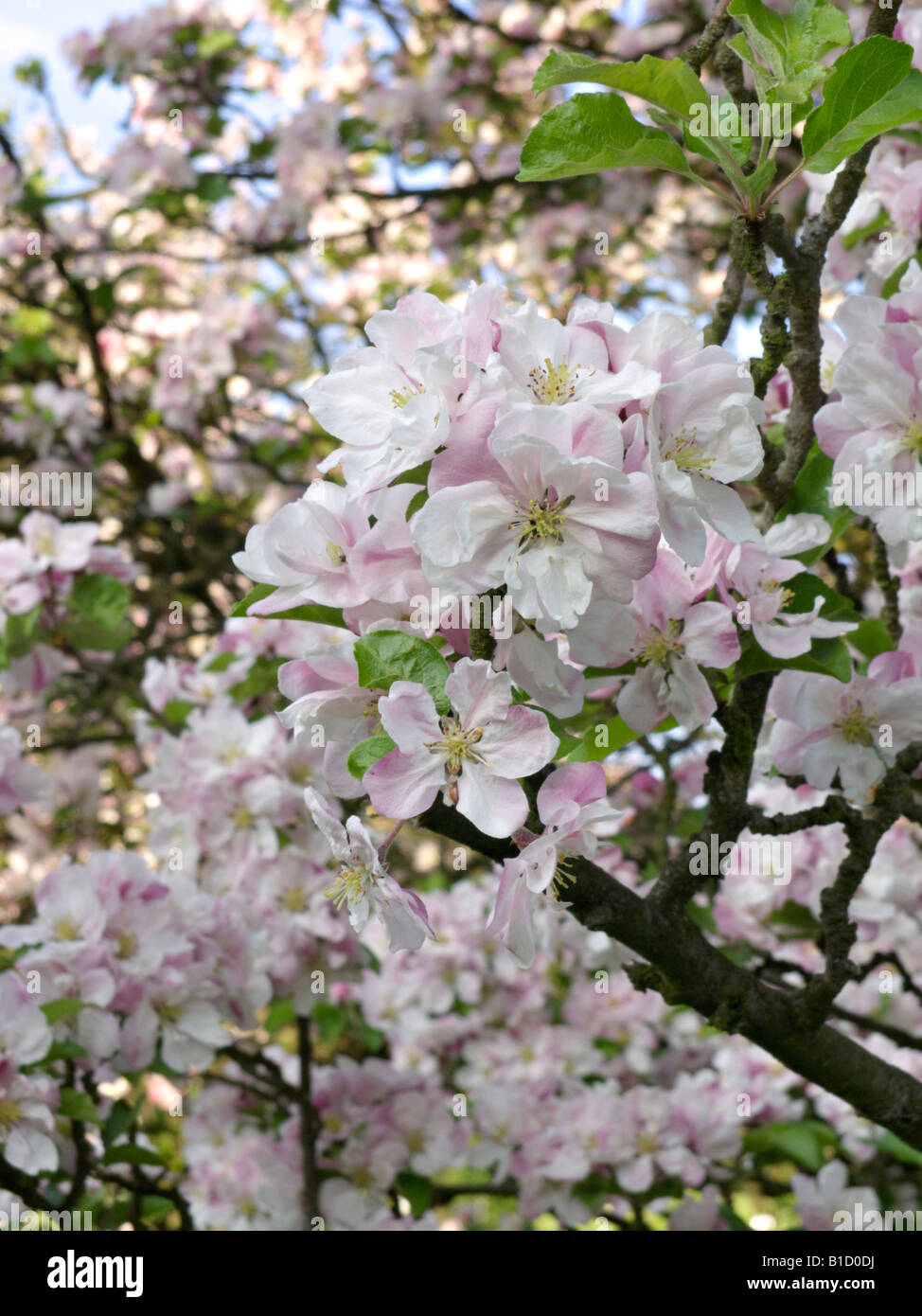 Chinese crab apple (Malus spectabilis Stock Photo Alamy