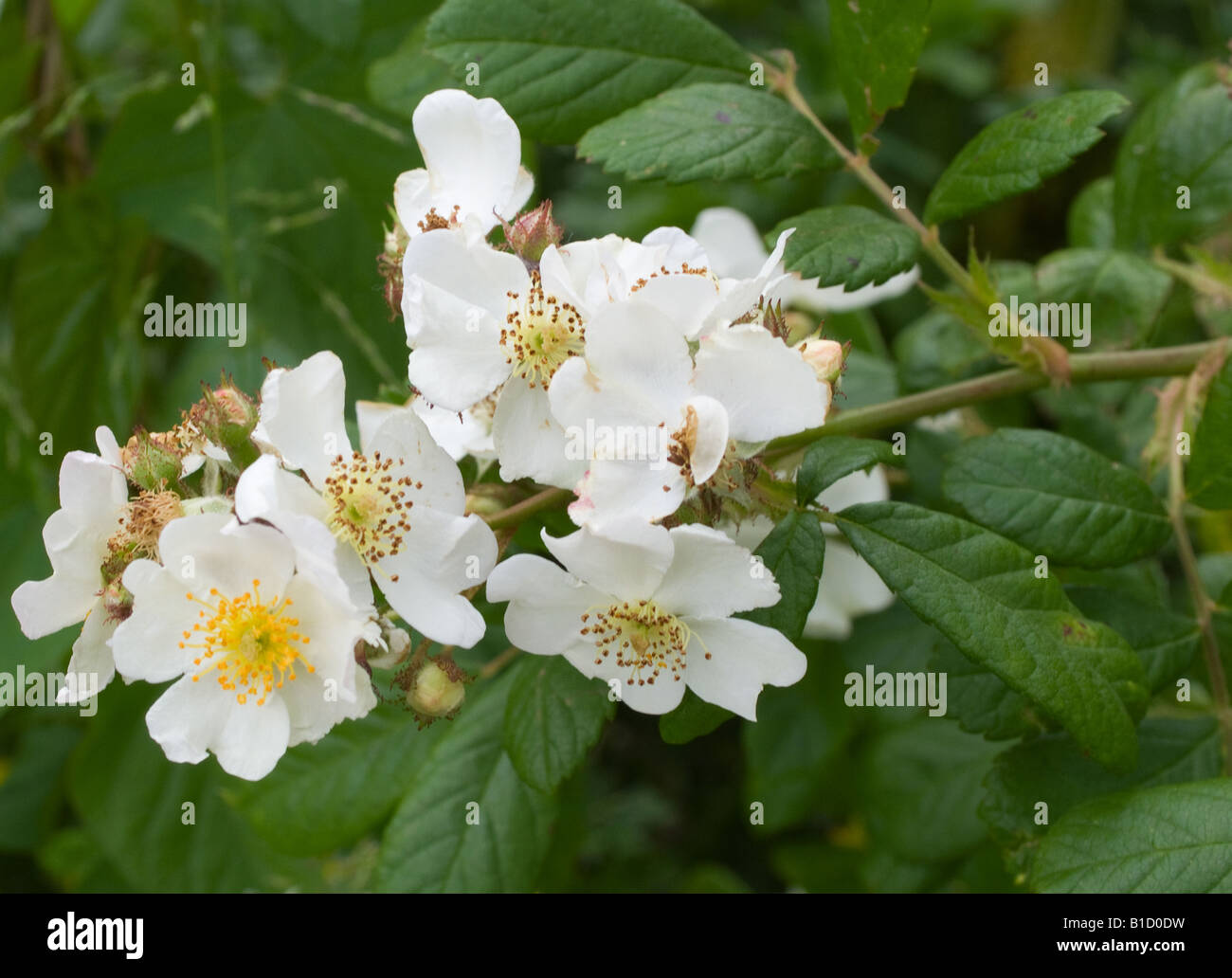 England Dog Rose High Resolution Stock Photography and Images Alamy