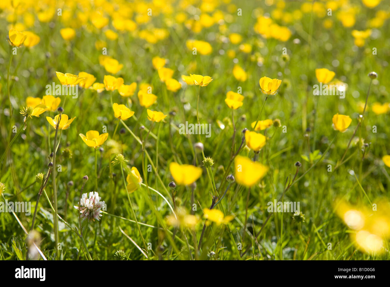 Buttercups grass hi-res stock photography and images - Alamy