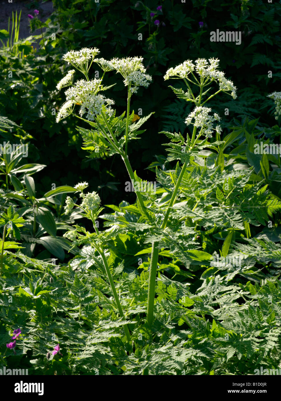 Sweet cicely (Myrrhis odorata) Stock Photo