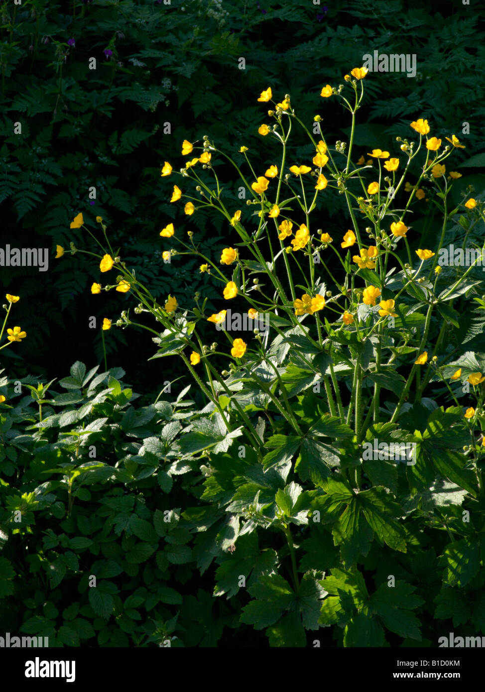 Woolly buttercup (Ranunculus lanuginosus) Stock Photo