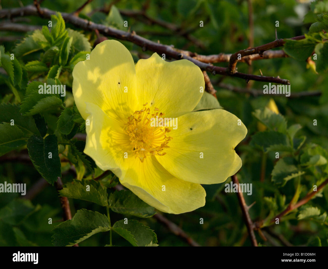 Harison's yellow rose (Rosa x harisonii 'Vorbergii') Stock Photo