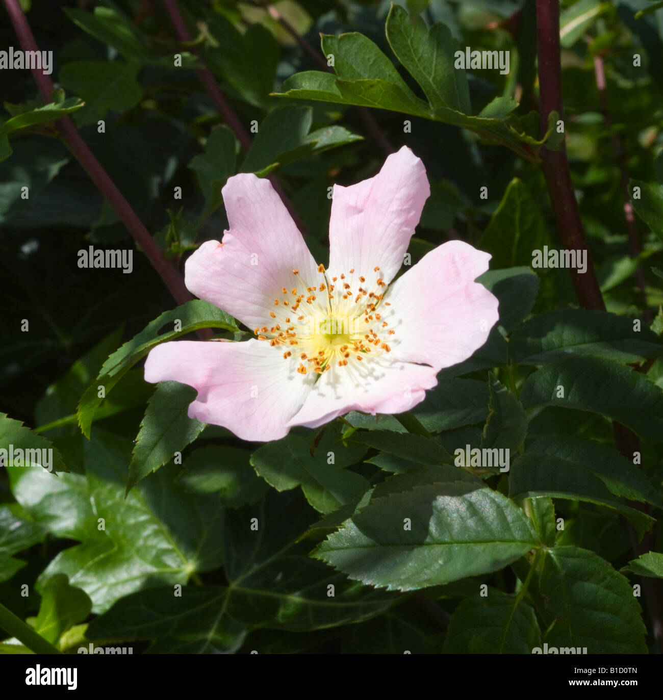 England dog rose hires stock photography and images Alamy