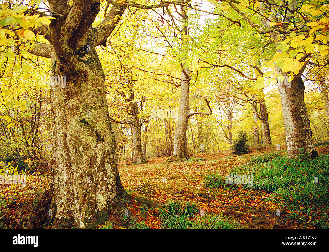Beech wood in autumn. Sierra de Cantabria. Alava province. Basque Country. Spain. Stock Photo
