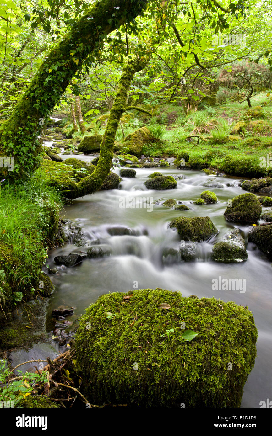Rocky stream in a lush green wooded valley Dartmoor National Park Devon England Stock Photo