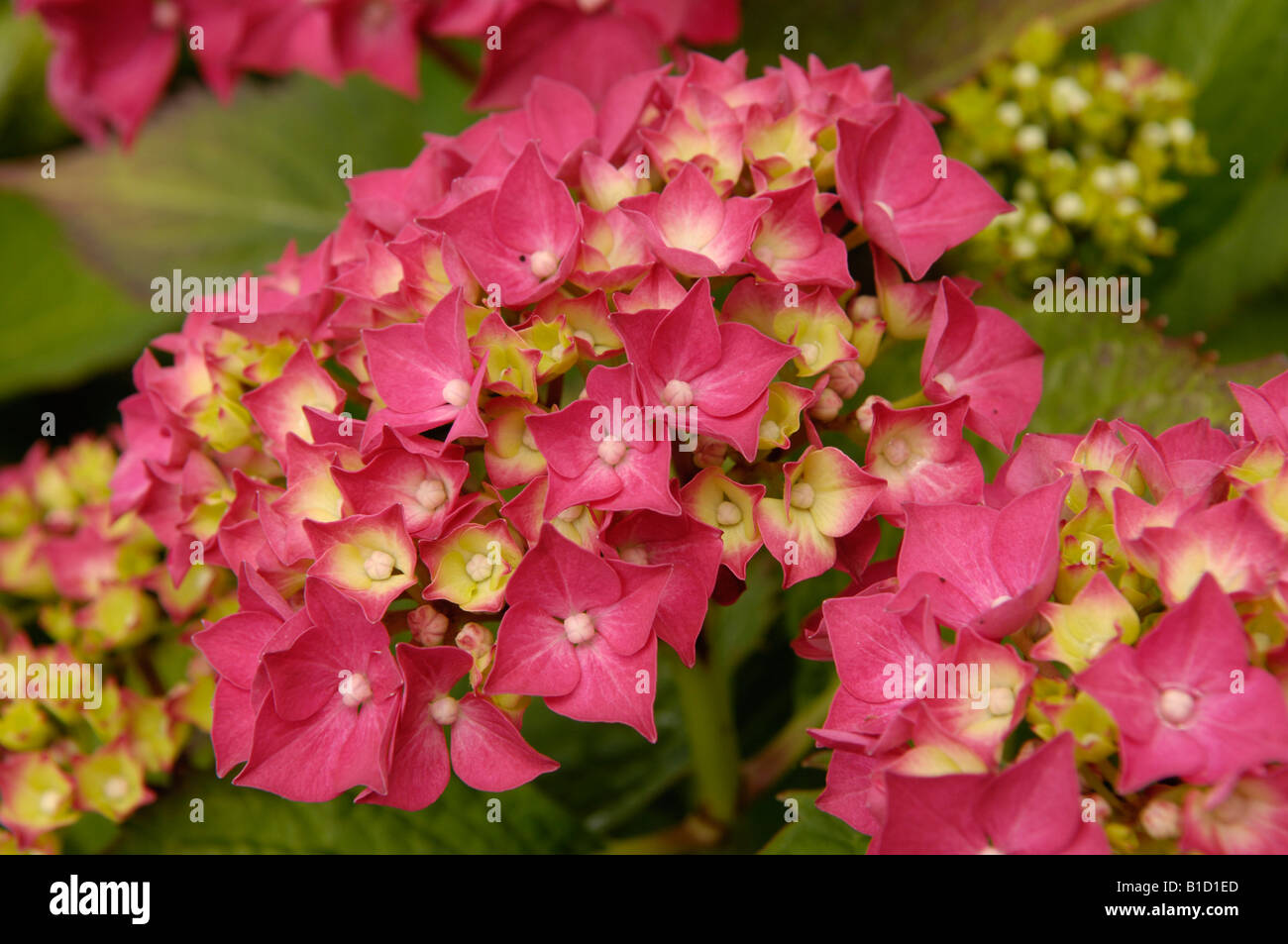 Red hydrangea macrophylla hi-res stock photography and images - Alamy