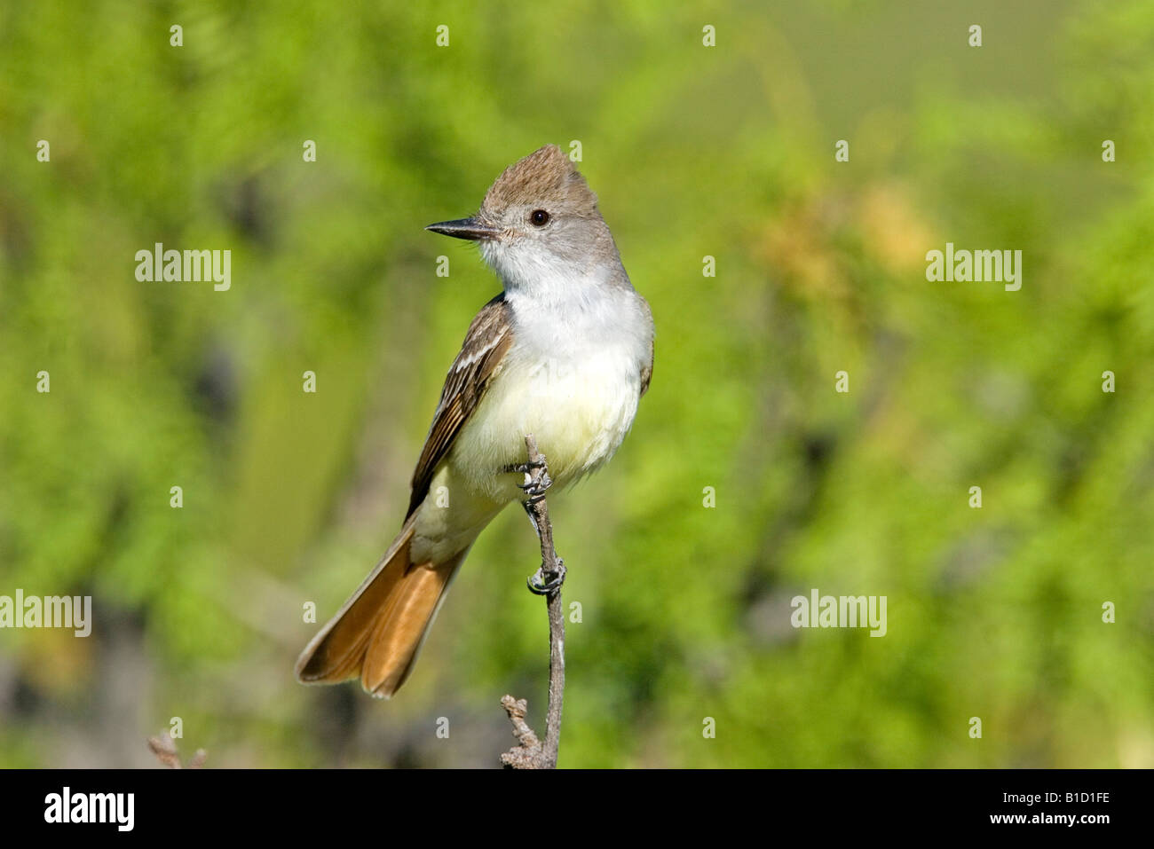 Ash-throated Flycatcher Myiarchus cinerascens Chiricahua Mountains Cochise County ARIZONA United States Stock Photo