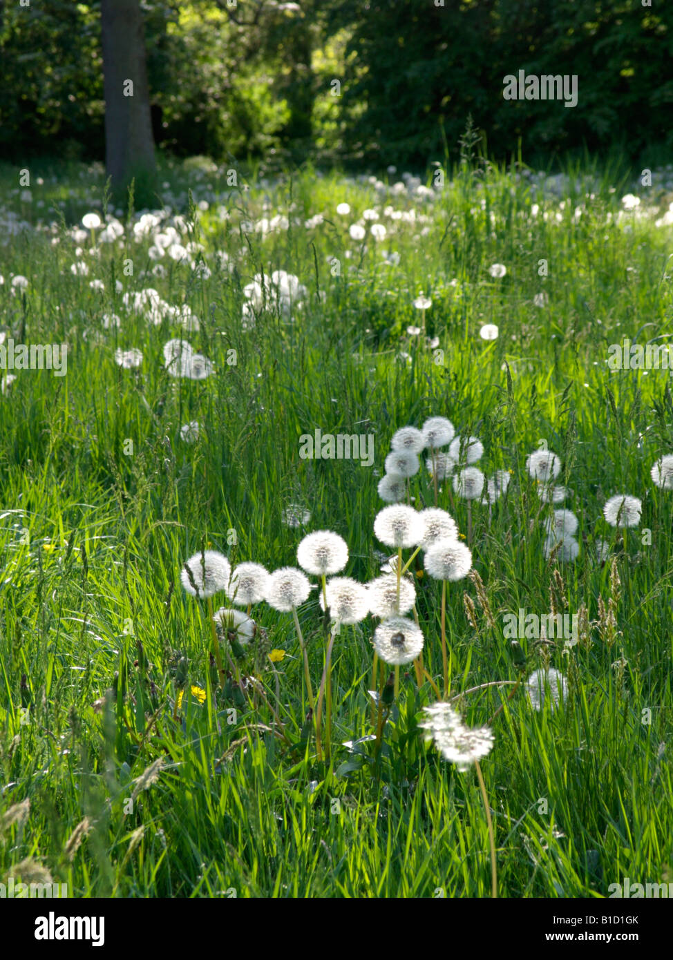 Common dandelion (Taraxacum officinale) Stock Photo