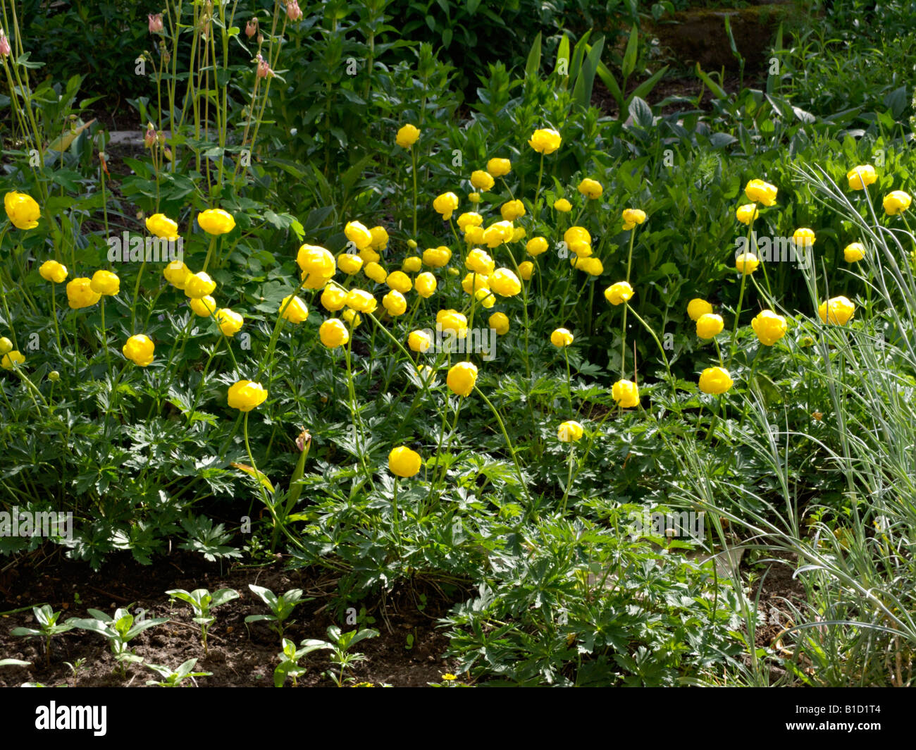 European globeflower (Trollius europaeus) Stock Photo