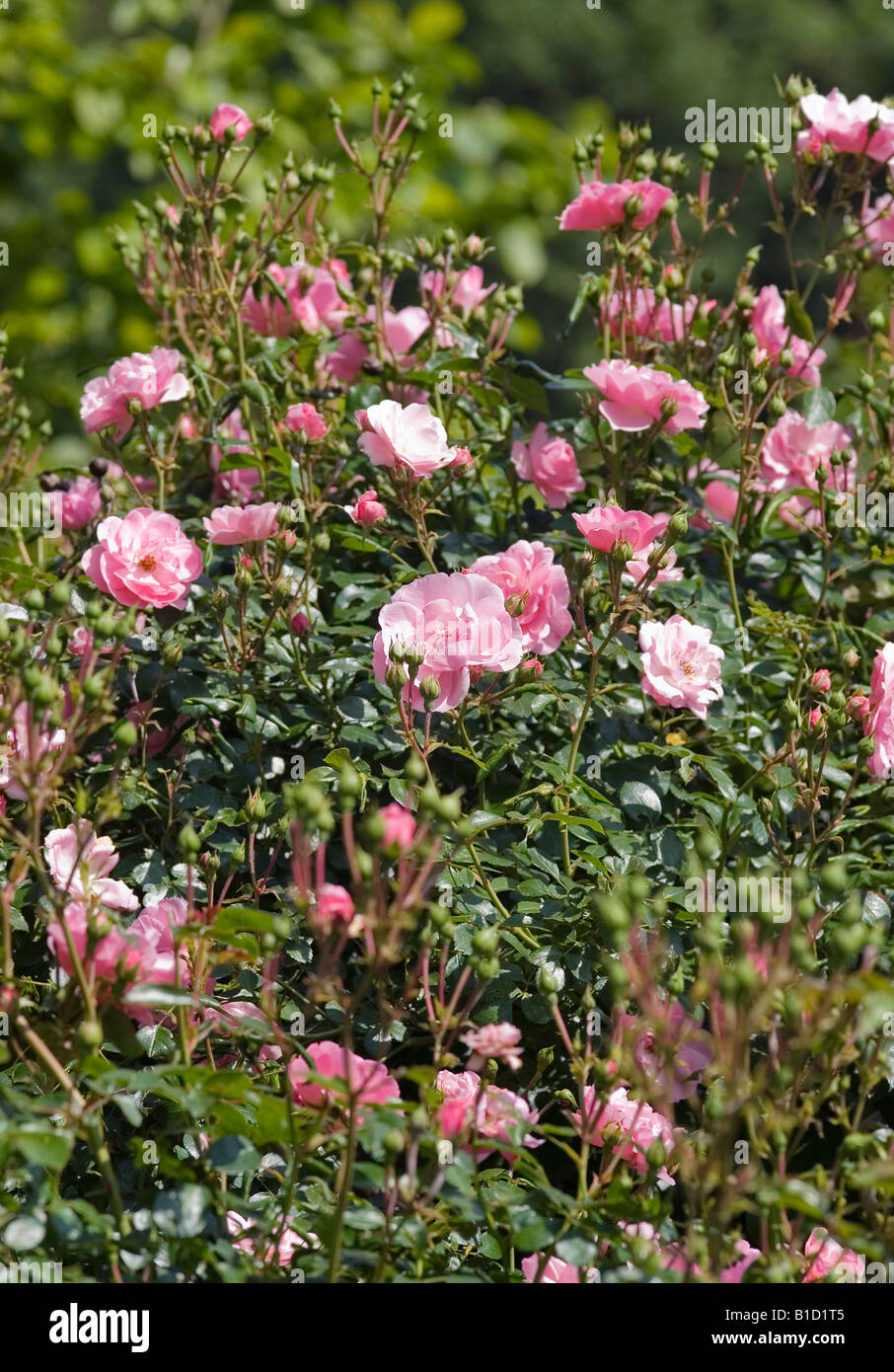 ROSA MEIDOMONAC BONICA ROSE Stock Photo