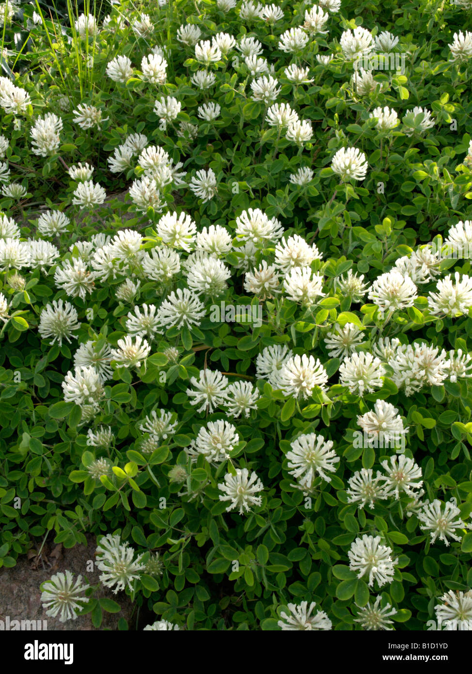Pignant's clover (Trifolium pignantii) Stock Photo