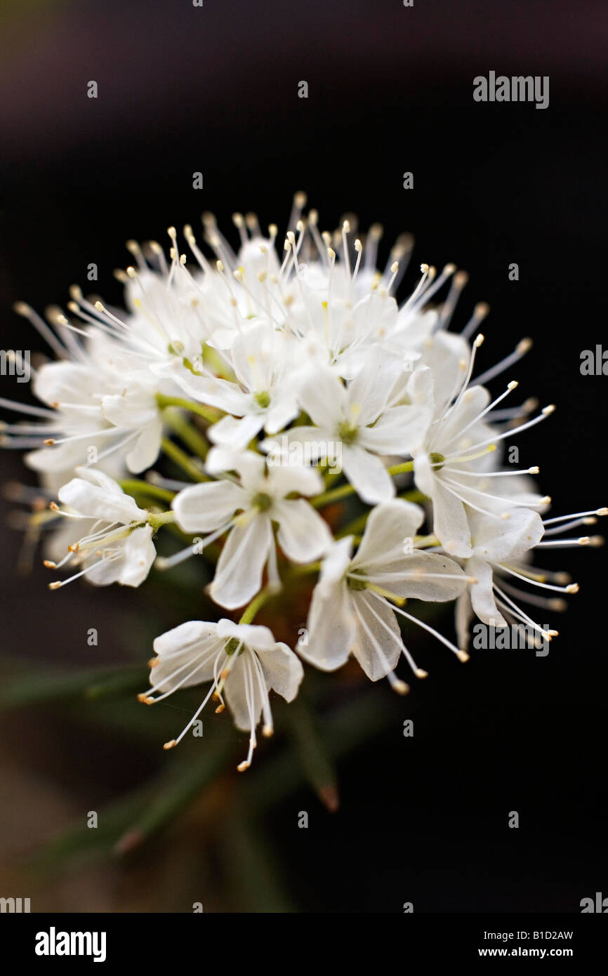 The Marsh Labrador Tea Northern Labrador Tea or Wild Rosemary Rhododendron tomentosum formerly Ledum palustre Stock Photo