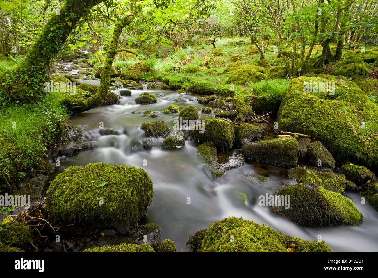 Rocky stream in a lush green wooded valley Dartmoor National Park Devon England Stock Photo