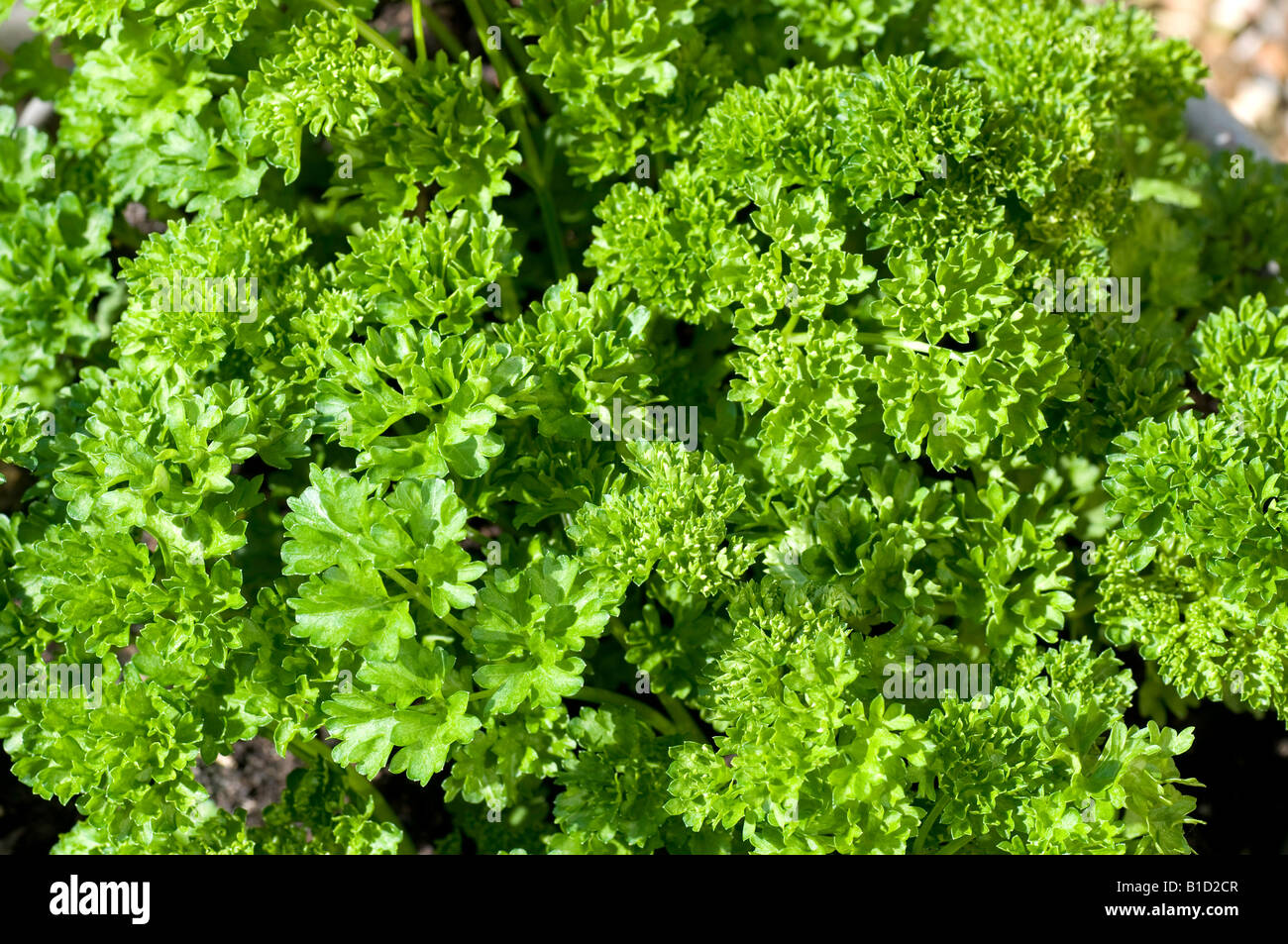 The edible herb curled leaf parsley Stock Photo