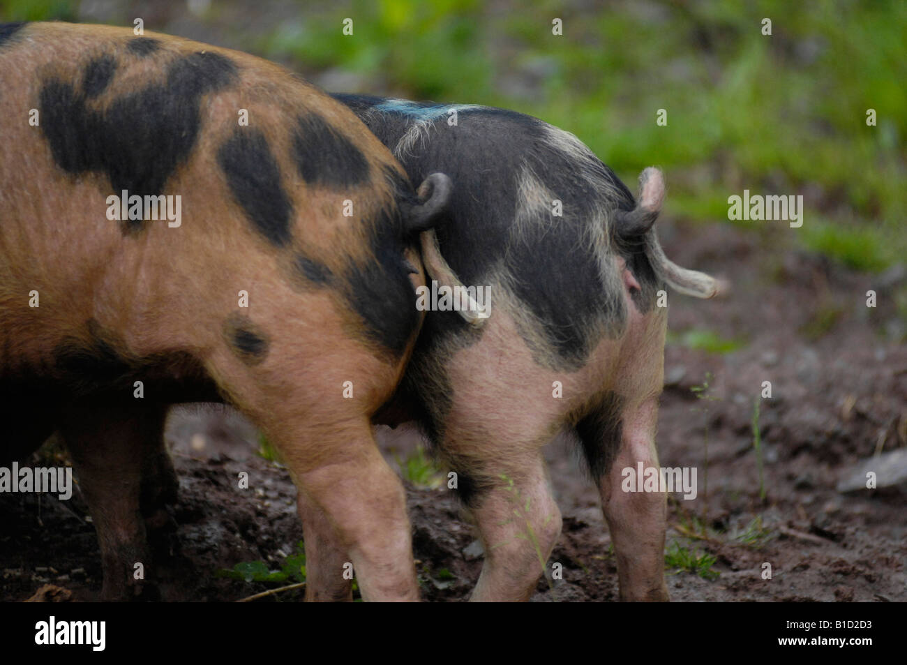 Oxford Sandy and Black piglets Stock Photo