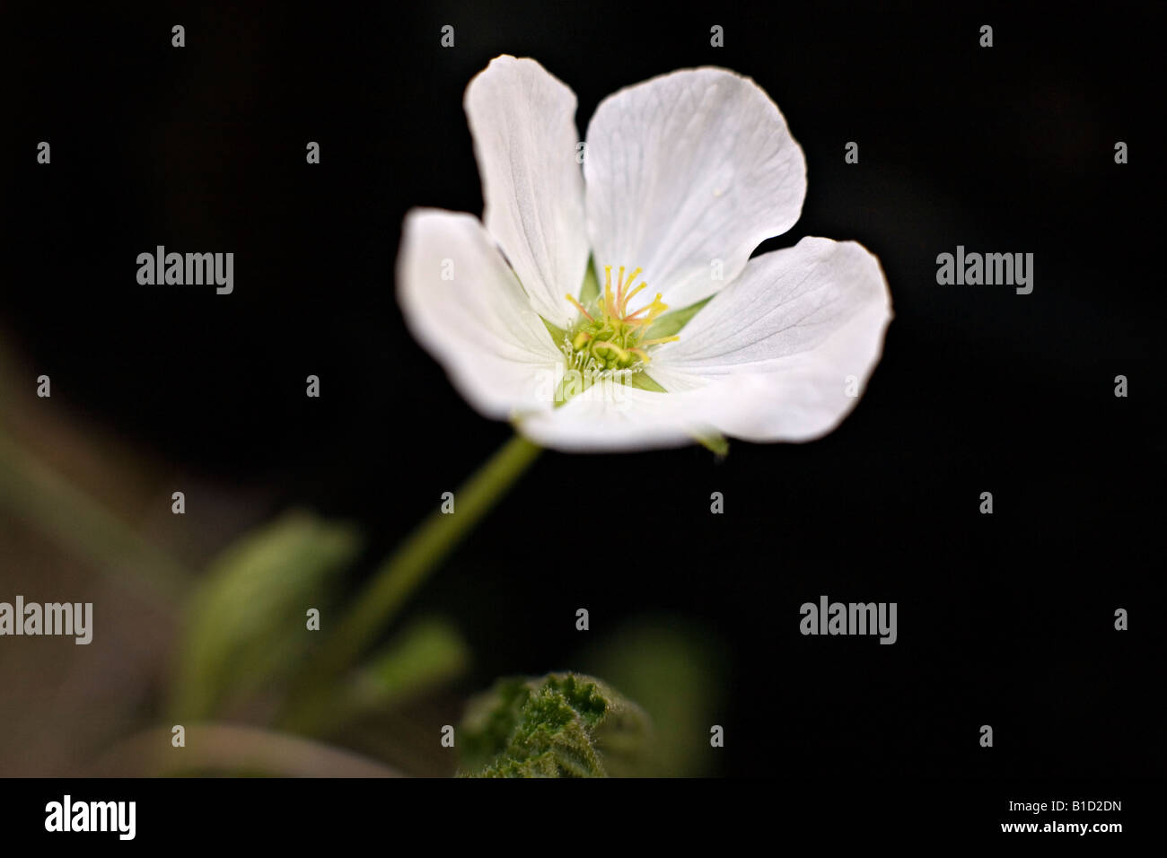 The cloudberry Rubus chamaemorus also called bakeapple flower Stock Photo