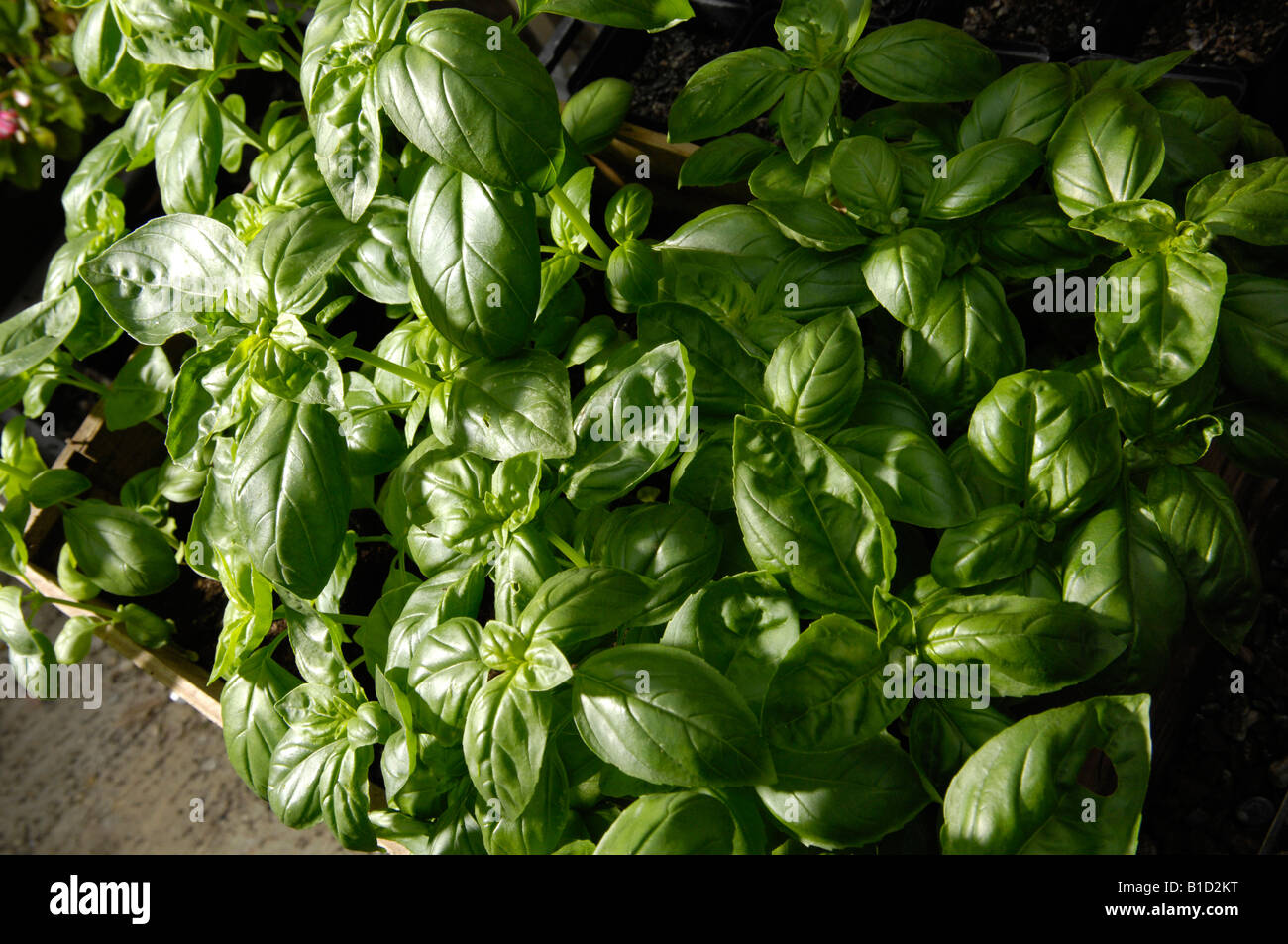 Basil Ocimum basilicum growing in greenhouse UK Stock Photo