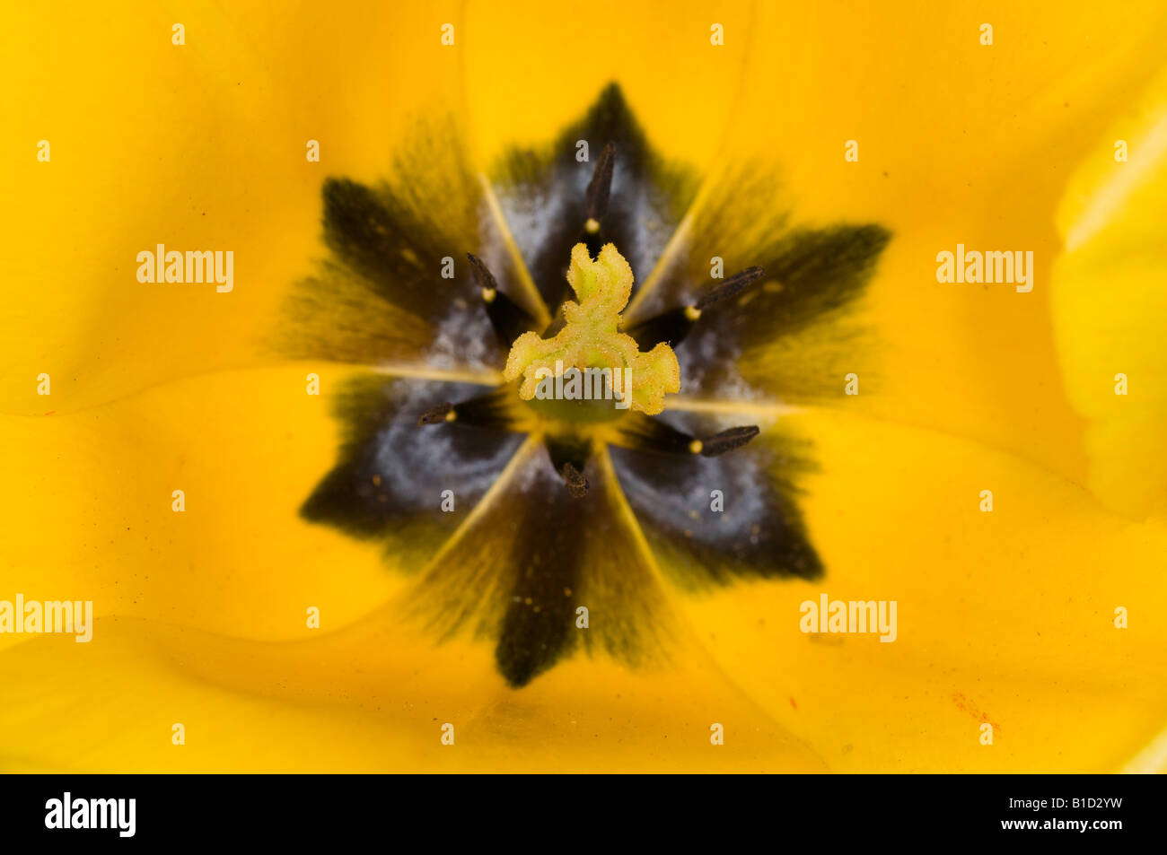 Close up of centre of yellow tulip flower Stock Photo