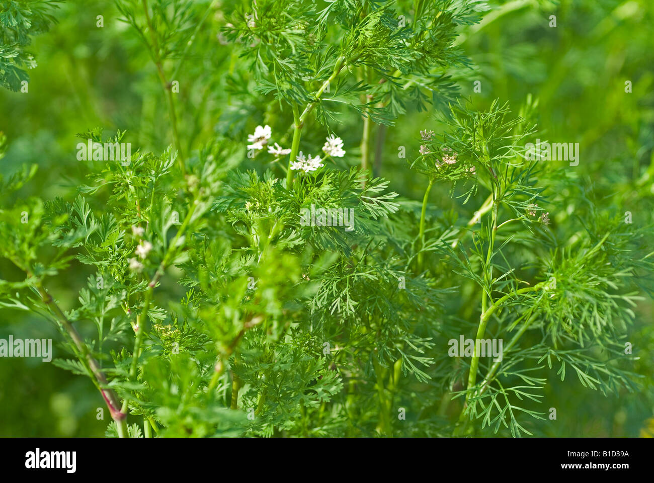 Coriander Coriandum sativum spice herb cooking folk medicine Stock