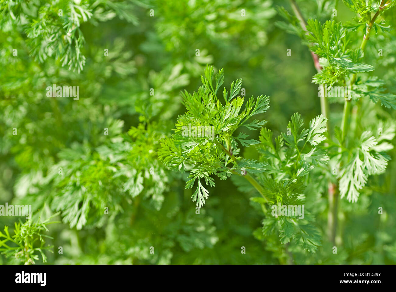 Coriander Coriandum sativum spice herb cooking folk medicine Stock