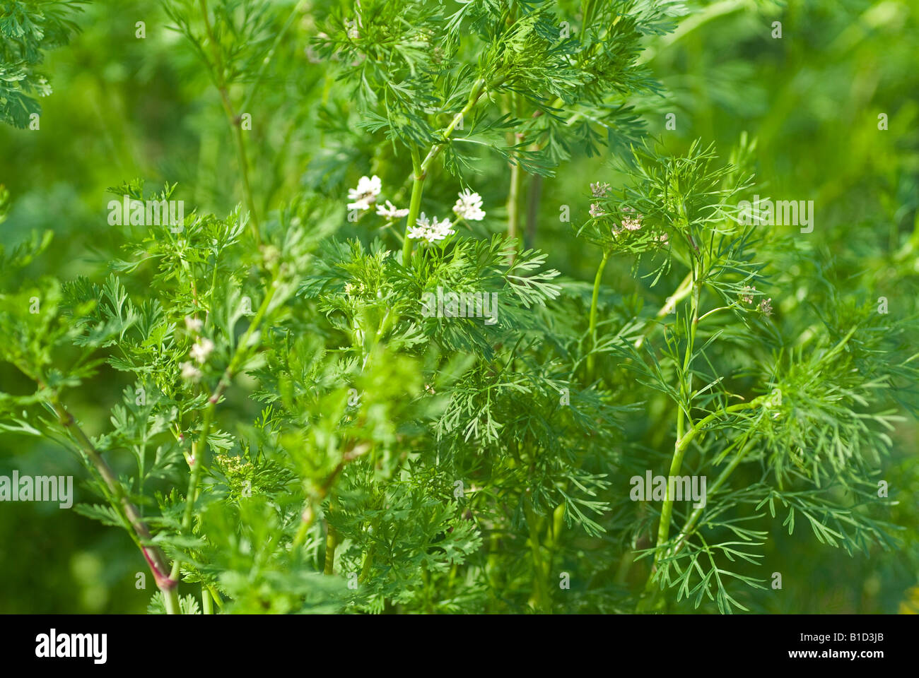Coriander Coriandum sativum spice herb cooking folk medicine Stock