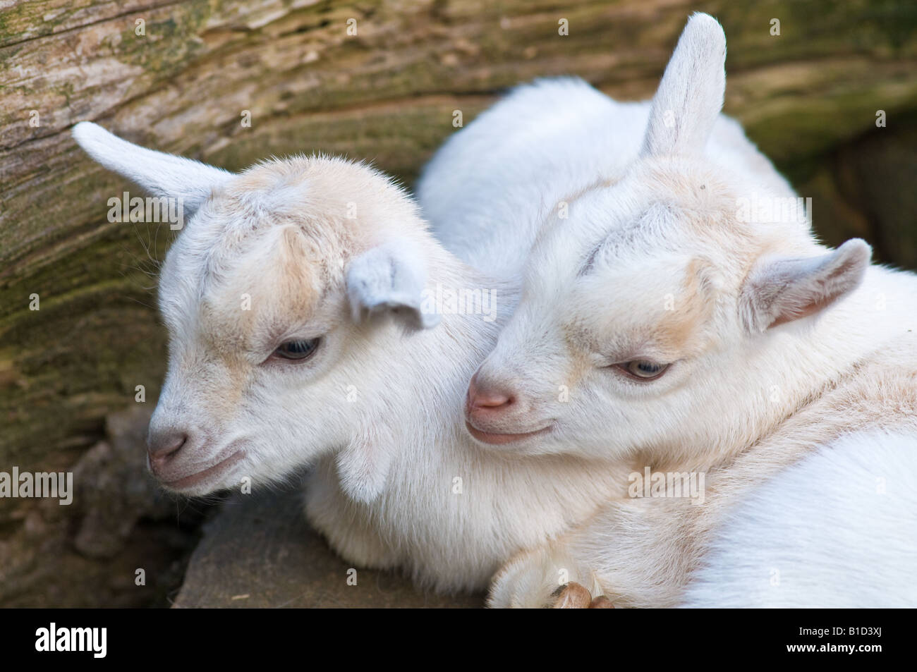 Young Pygmy Goat Kids Stock Photo Alamy