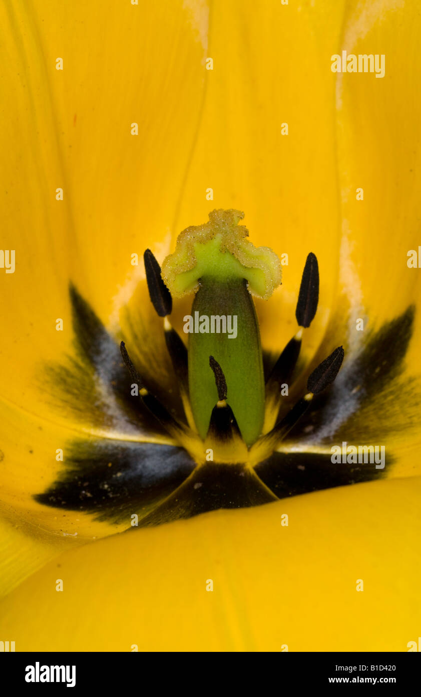 Close up of centre of yellow tulip flower Stock Photo