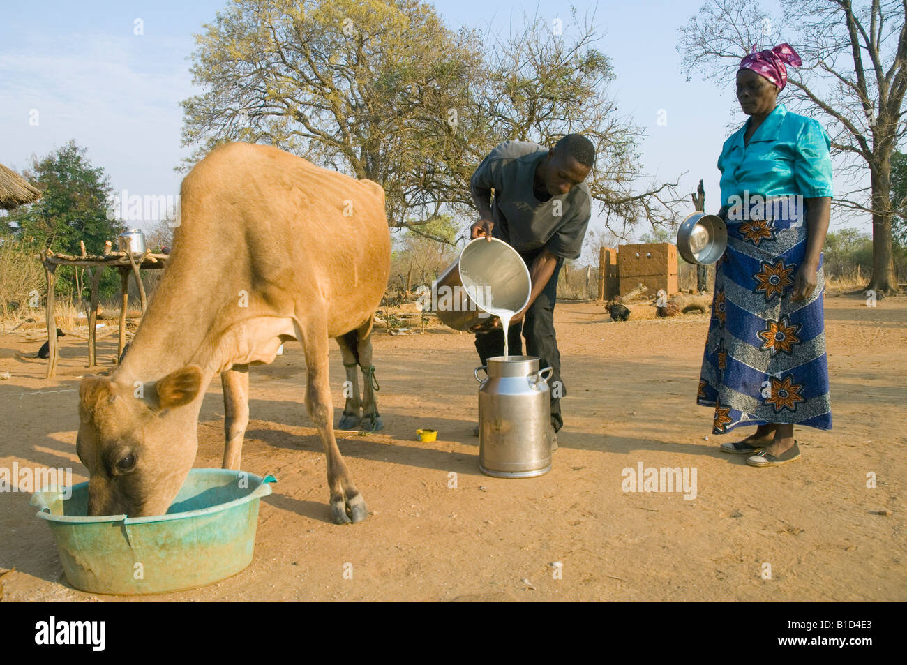 Farmer pours fresh milk into a milk can, dairy farming in Magoye, Zambia Stock Photo