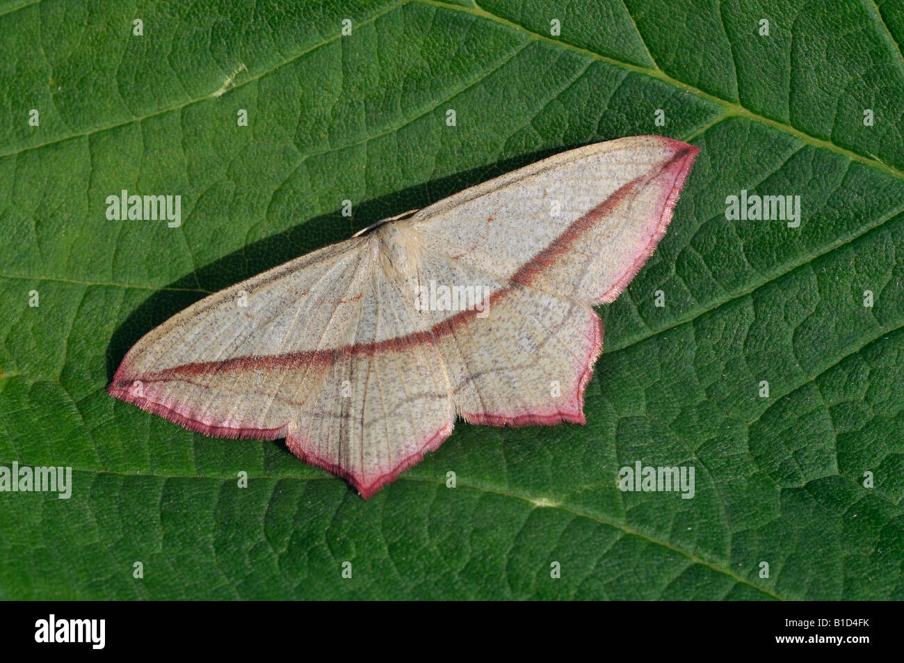 Blood-vein Moth Chiasmia clathrata Stock Photo