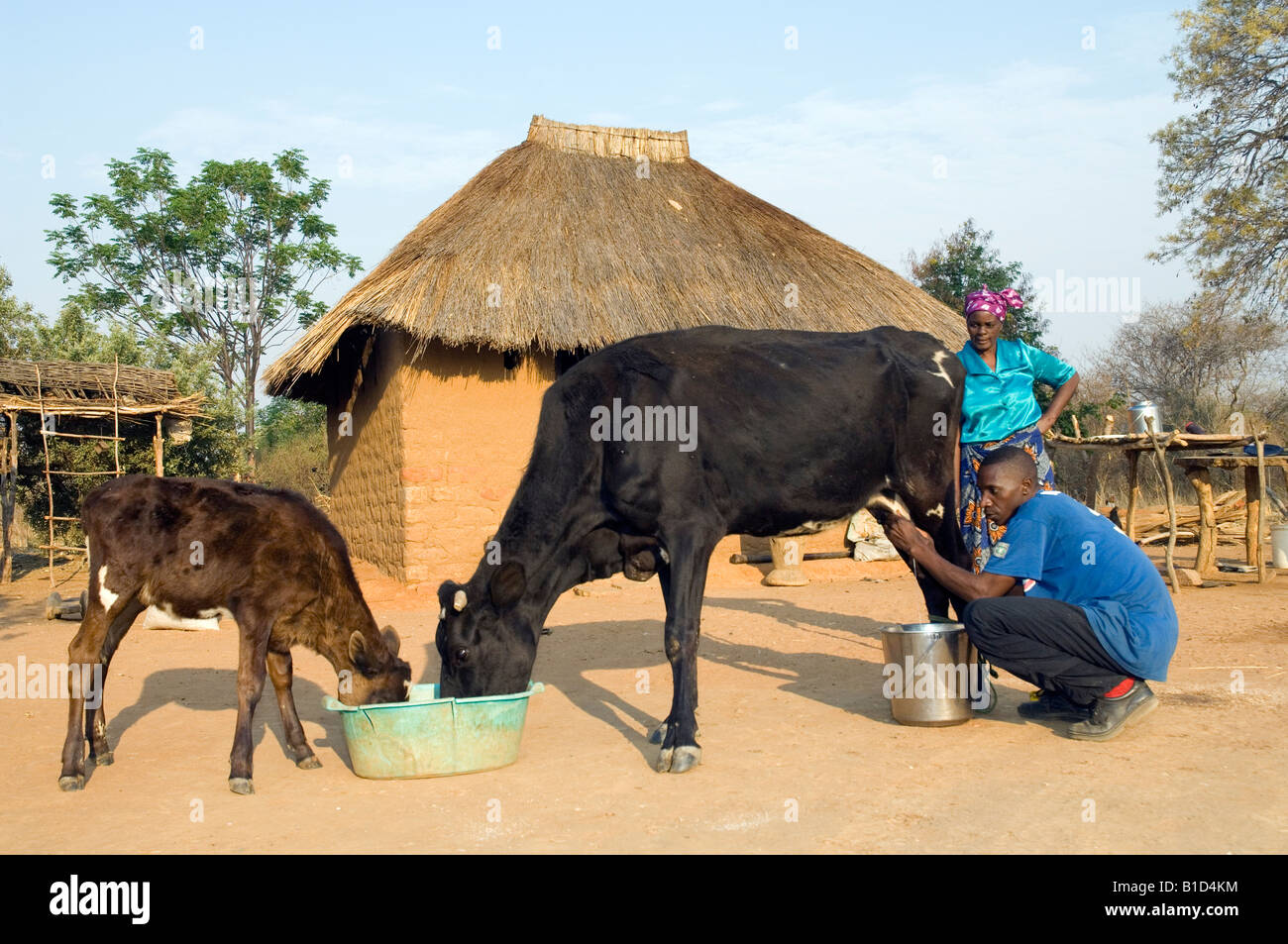 Farmer milking cow hires stock photography and images Alamy