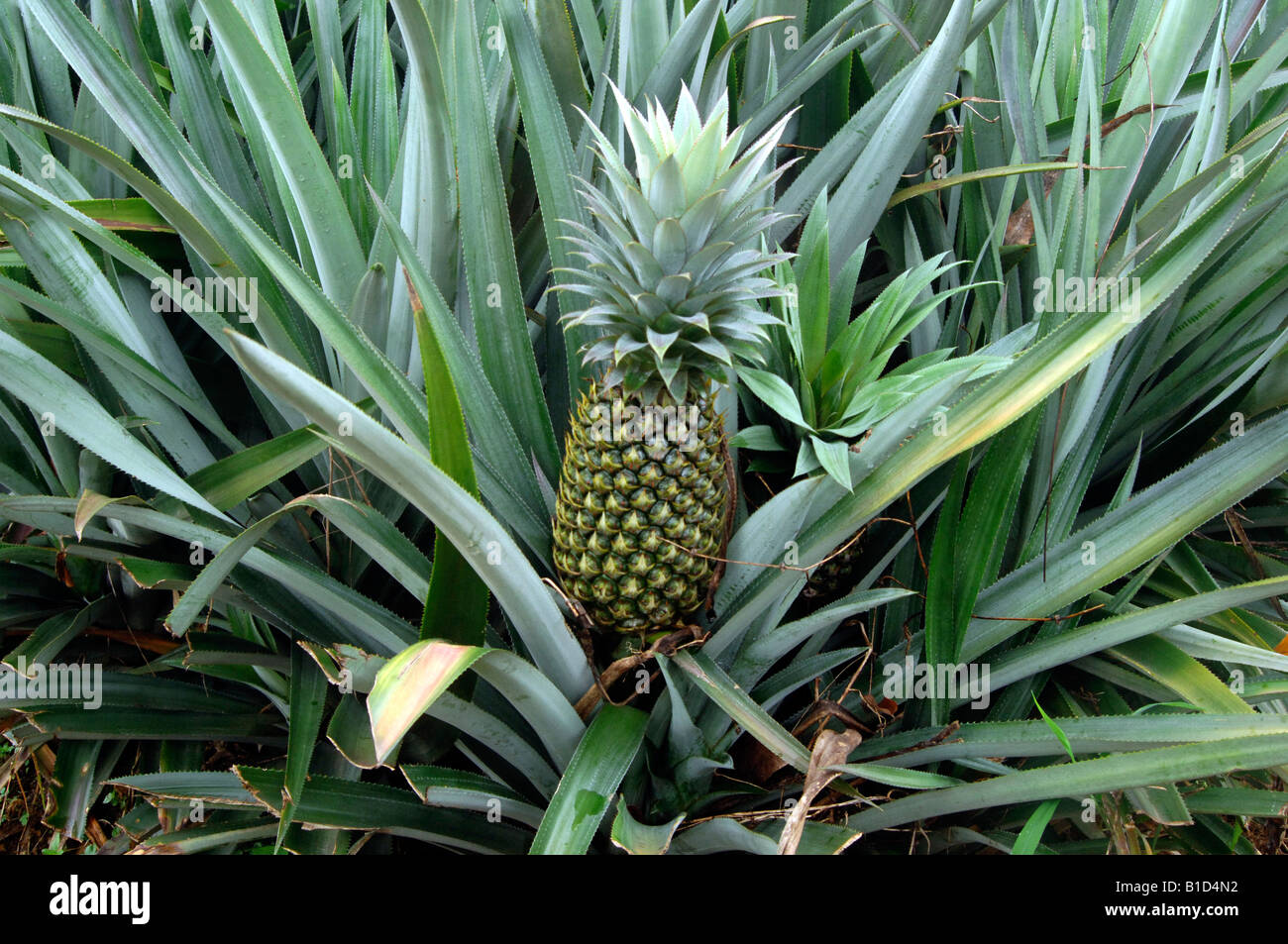 a pineapple (Ananas comosus) on its plant Stock Photo