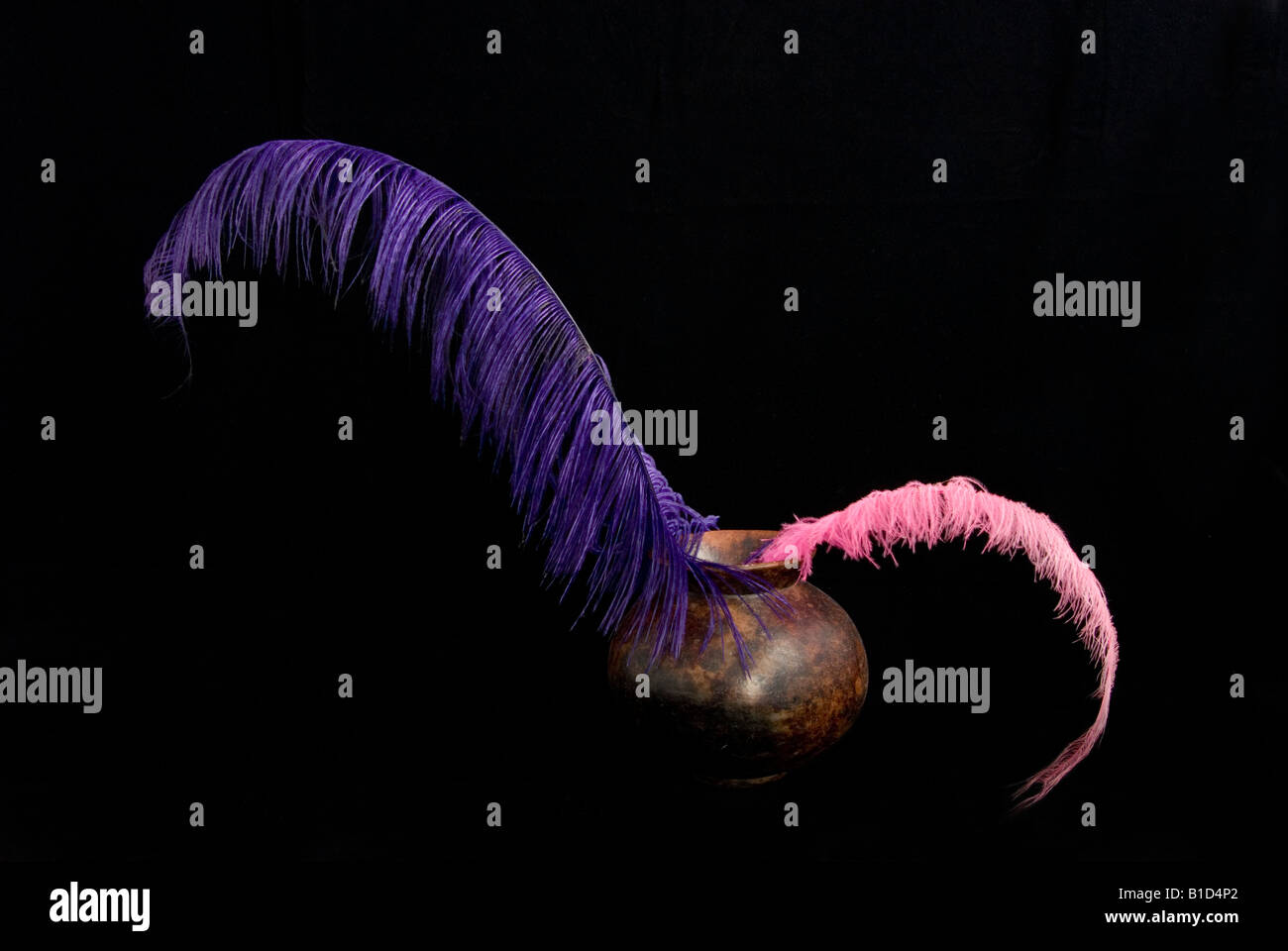 Purple And Pink Dyed Ostrich Feathers In Vase Cut Out On Black
