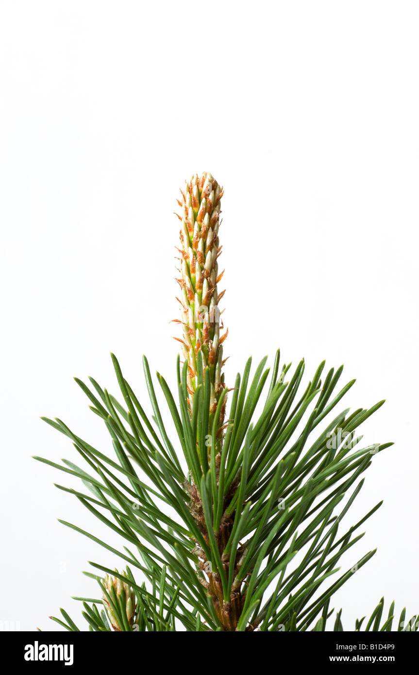 New growth on shoot of Pinus mugo 'Pumilio' Stock Photo