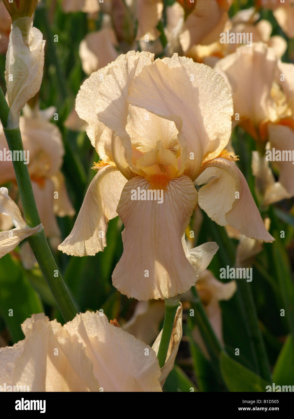 Tall bearded iris (Iris barbata elatior 'Cherie') Stock Photo