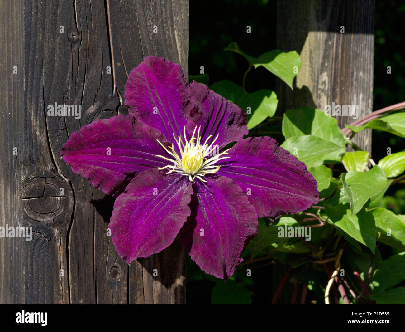 Clematis (Clematis Warszawska Nike Stock Photo - Alamy