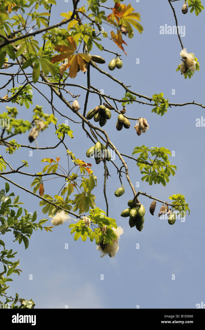 Kapok Ceiba pentandra Silk cotton tree Stock Photo Alamy