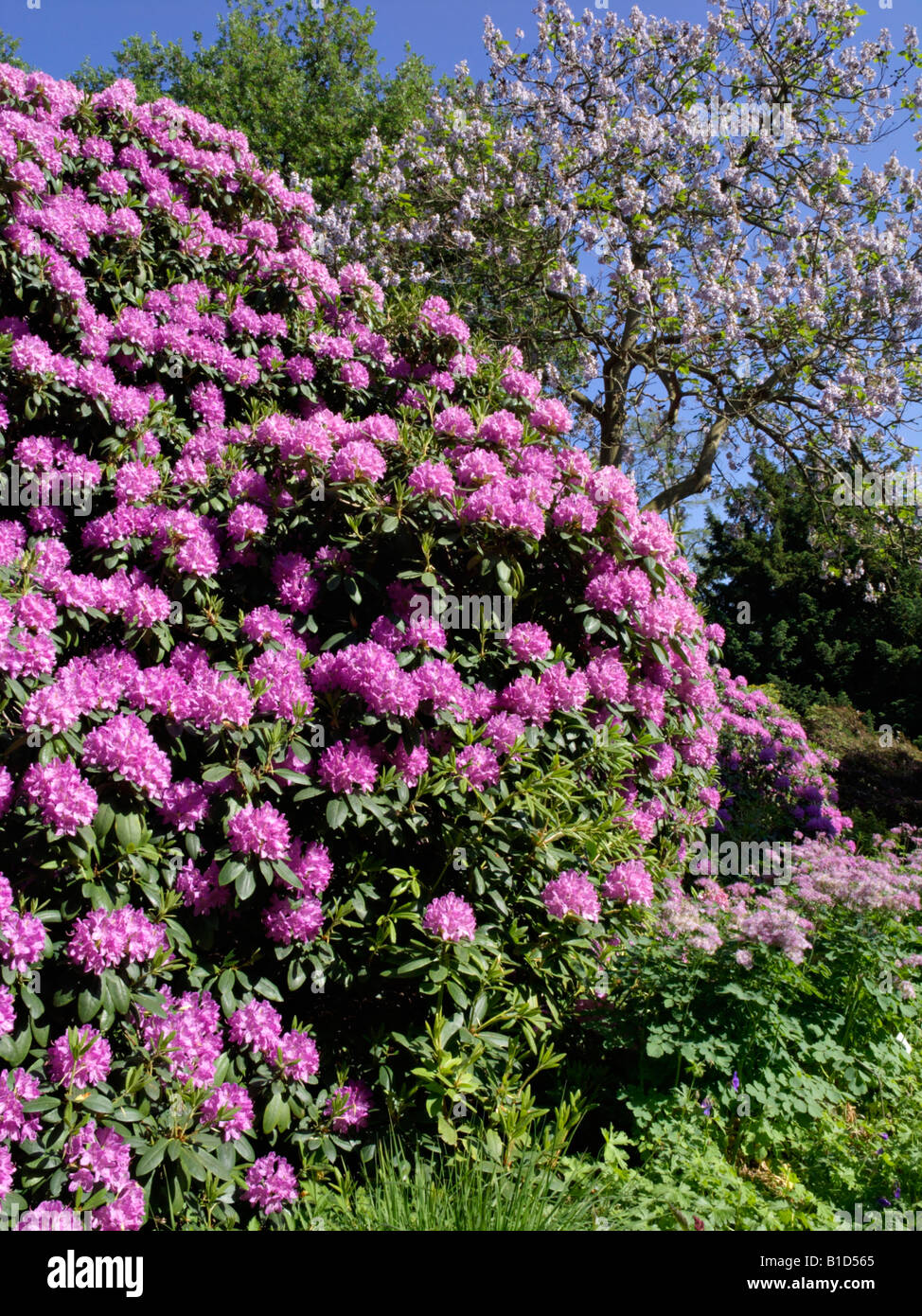 Catawba rhododendron (Rhododendron catawbiense 'Grandiflorum' Stock ...