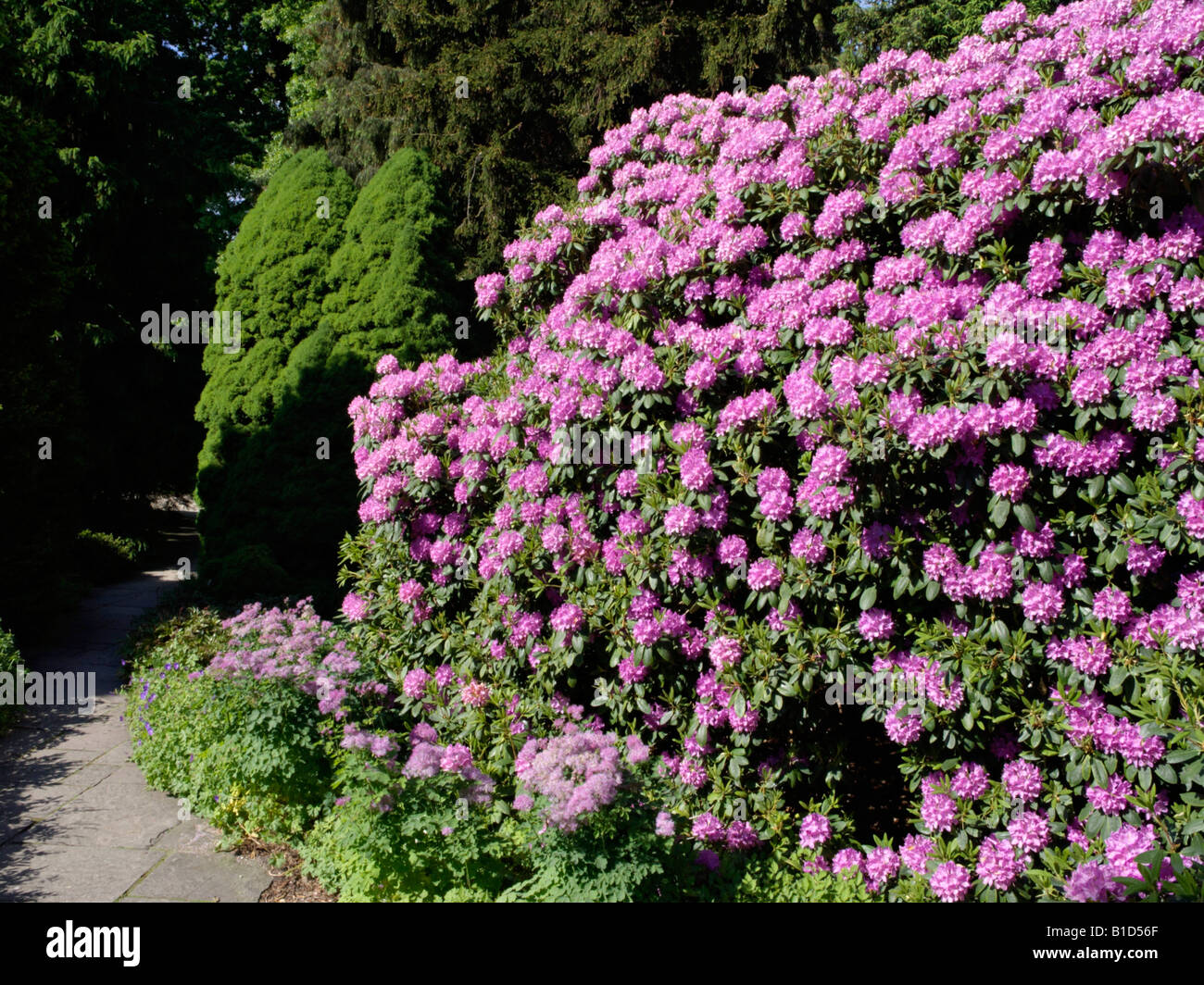rhododendron tibet R. goreri