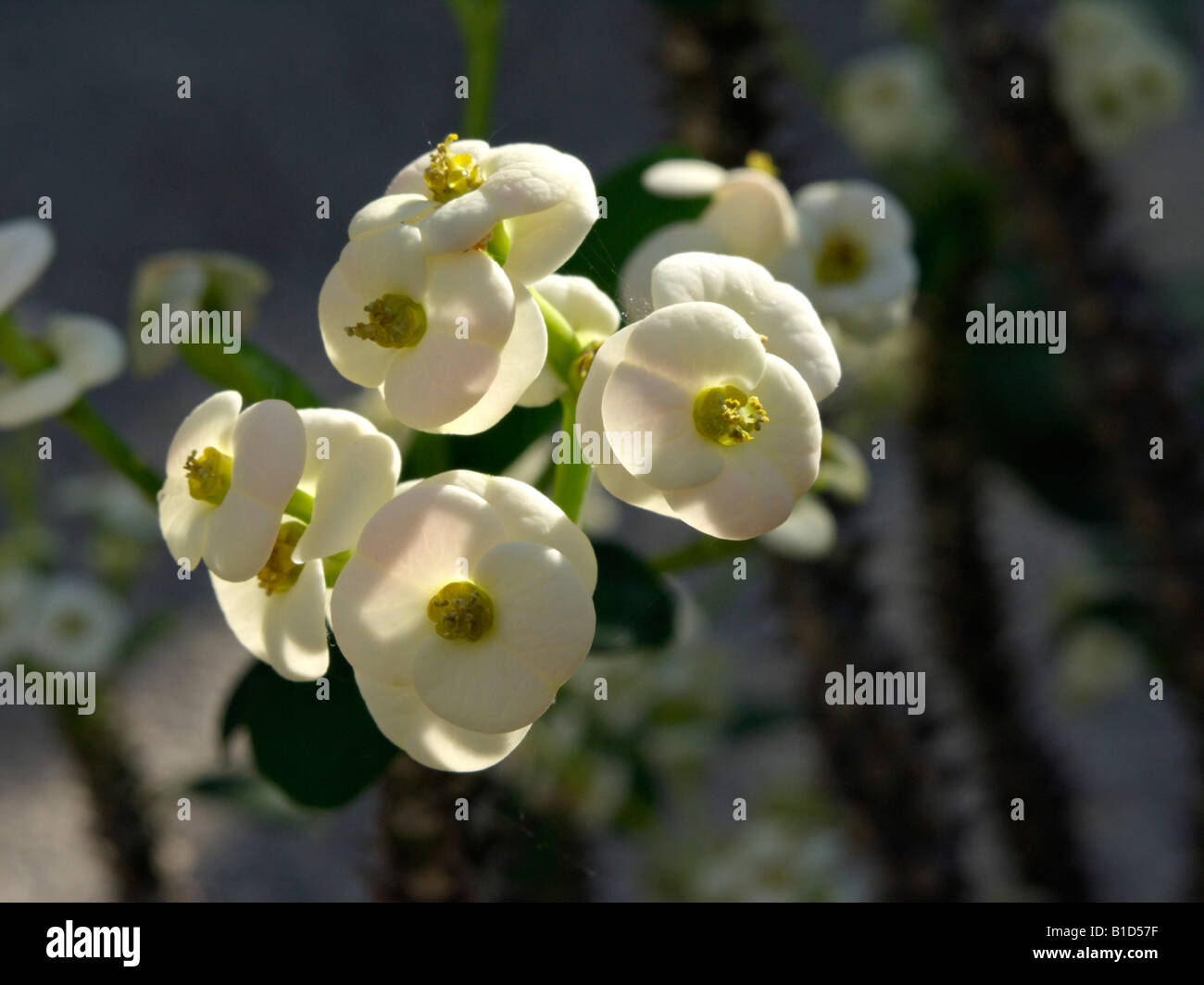 Spurge (Euphorbia x lomii 'Bianca') Stock Photo