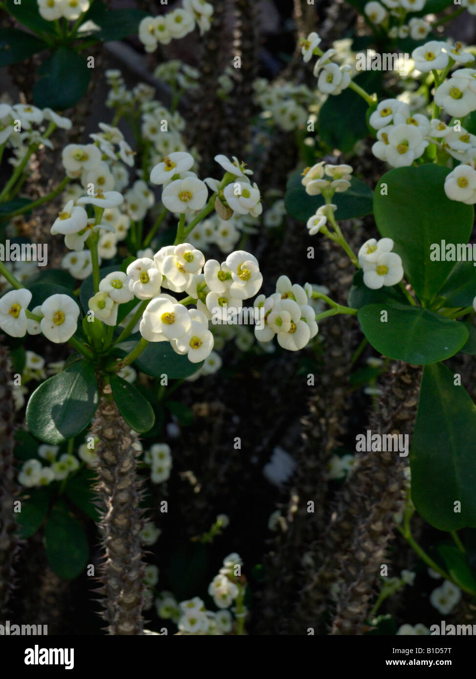 Spurge (Euphorbia x lomii 'Bianca') Stock Photo