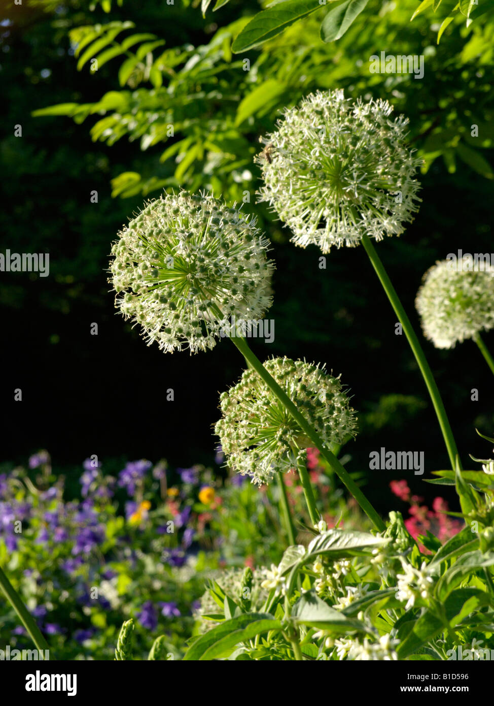 Persian shallot (Allium stipitatum 'Mount Everest' Stock Photo Alamy