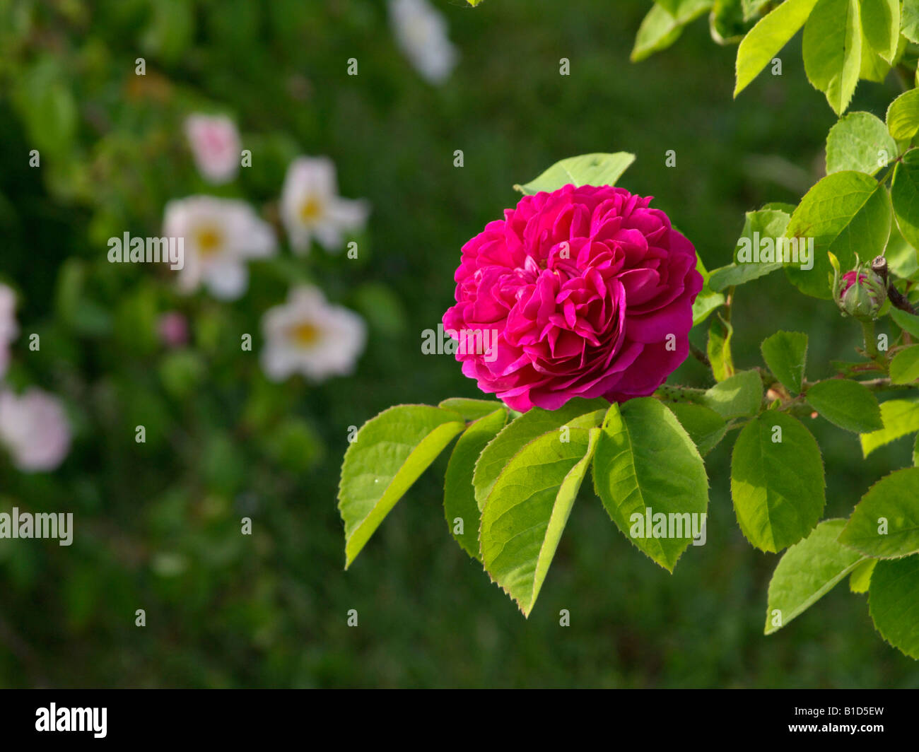 Red rose flowers rosa damascena hi-res stock photography and images - Alamy