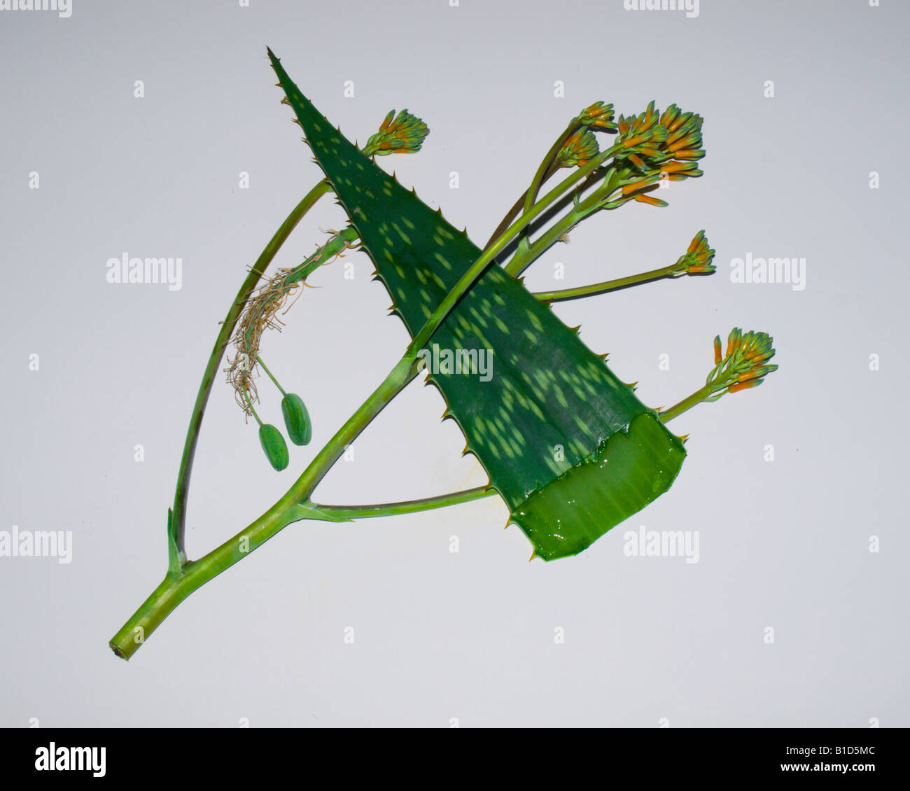 Biblical times hires stock photography and images Alamy