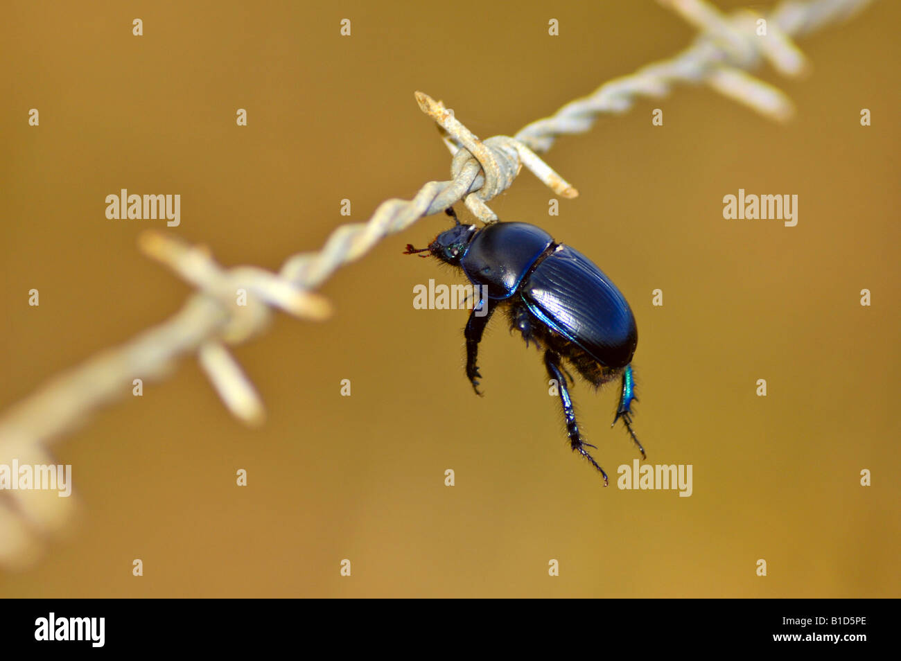 Larder beetle hires stock photography and images Alamy